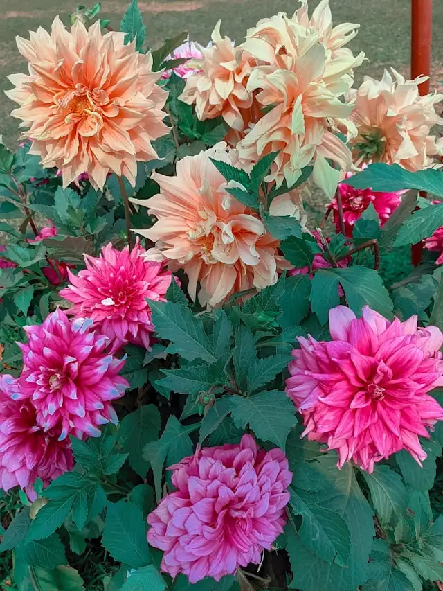 Dahlia sauvage rose orangé fraîchement cueilli
